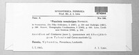 Puccinia tenuistipes image